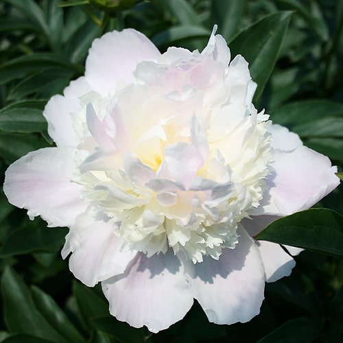 Peony Mr Ed - Peonita