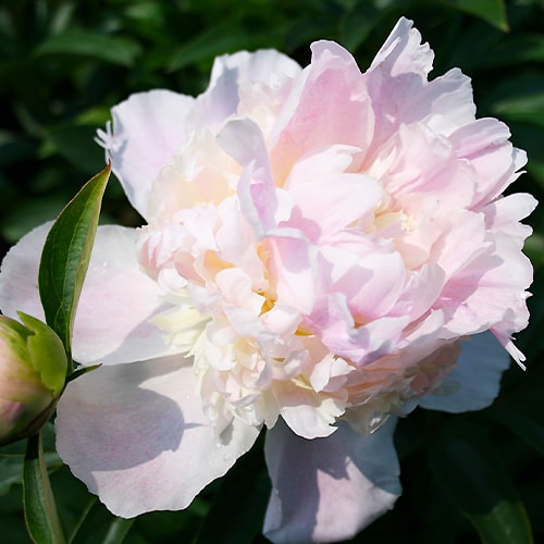 Peony Mr Ed - Peonita