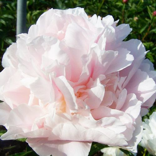 Peony My Love - Peonita