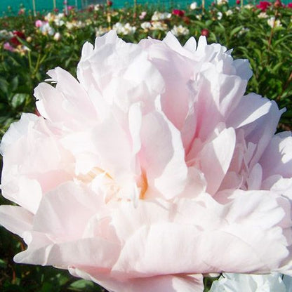 Peony My Love - Peonita