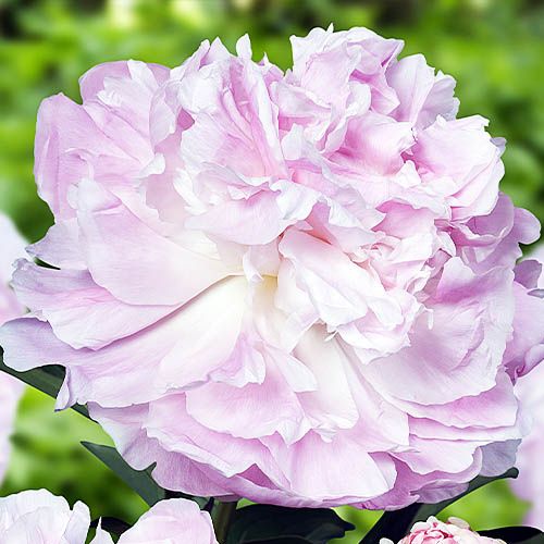 Peony My Love - Peonita