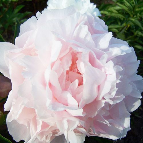 Peony My Love - Peonita