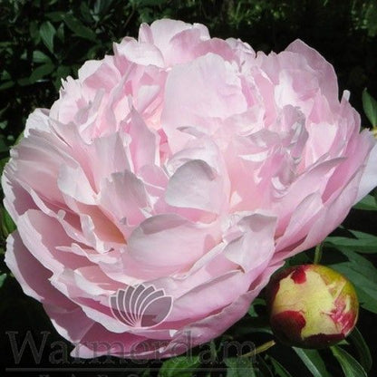 Peony Nancy Nora - Peonita