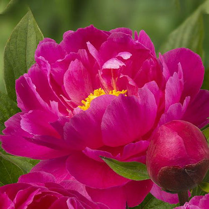 Peony Nice Gal - Peonita