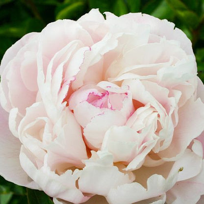 Peony Nick Shaylor - Peonita