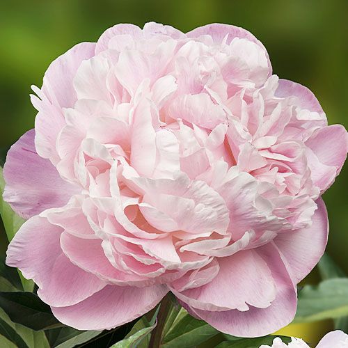 Peony Nick Shaylor - Peonita