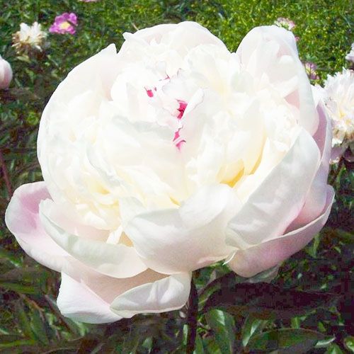 Peony Nick Shaylor - Peonita