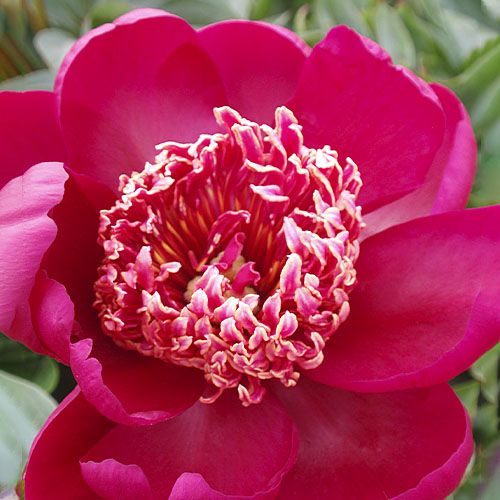 Peony Nippon Beauty - Peonita