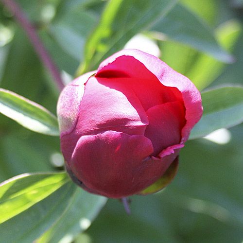 Peony Nippon Beauty - Peonita