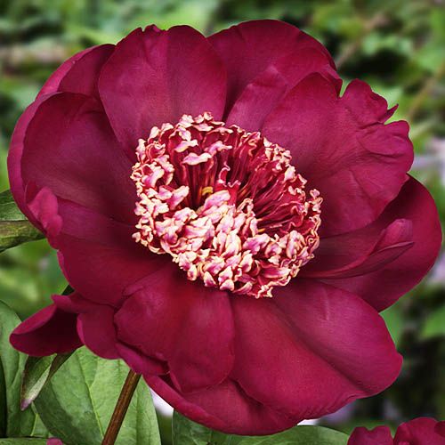 Peony Nippon Beauty - Peonita