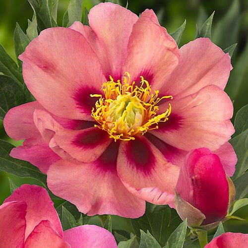 Peony Old Rose Dandy (ITOH ) - Peonita