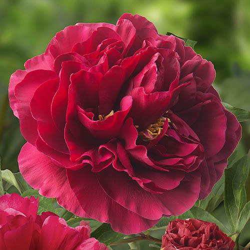 Peony Old Faithful - Peonita