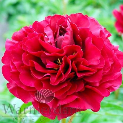 Peony Old Faithful - Peonita