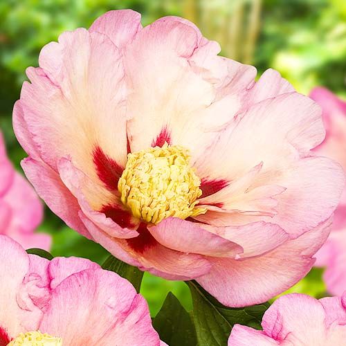 Peony Pastel Splendor (ITOH ) - Peonita