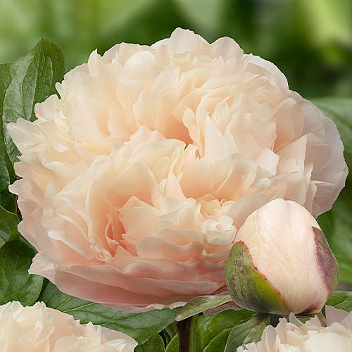 Peony Pastelelegance - Peonita