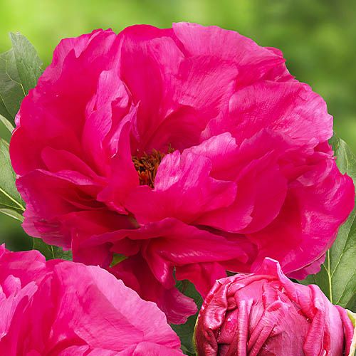 Peony Paula Fay - Peonita