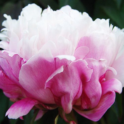 Peony Peaches and Cream - Peonita