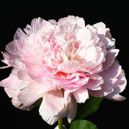 Peony Pecher - Peonita