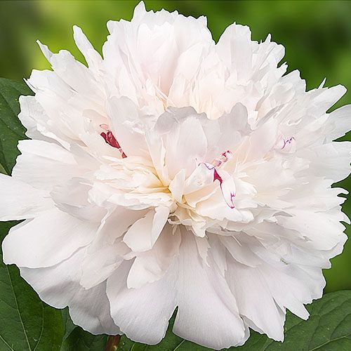 Peony Pecher - Peonita