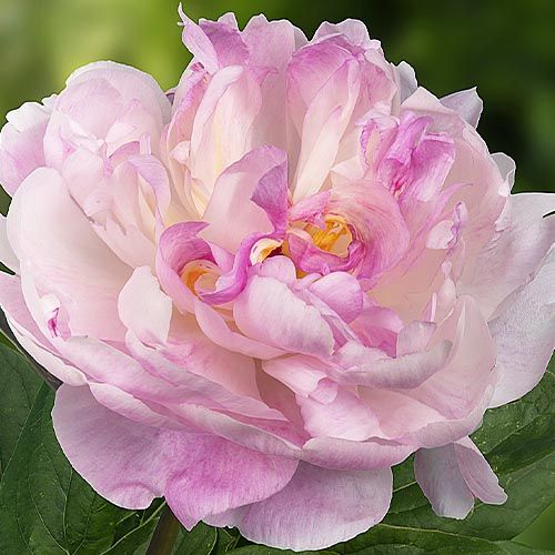 Peony Pecher - Peonita