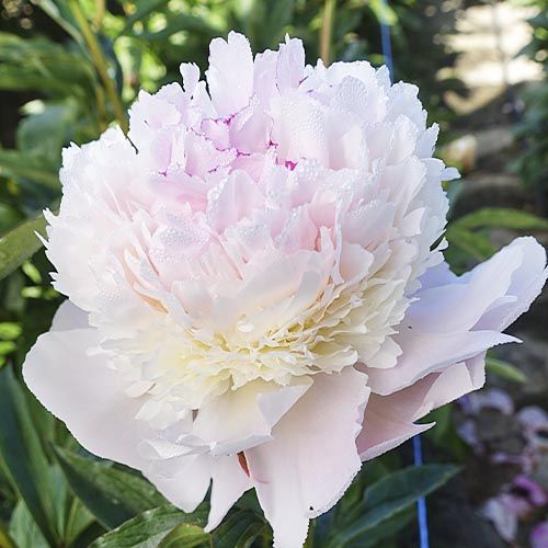 Peony Pecher - Peonita