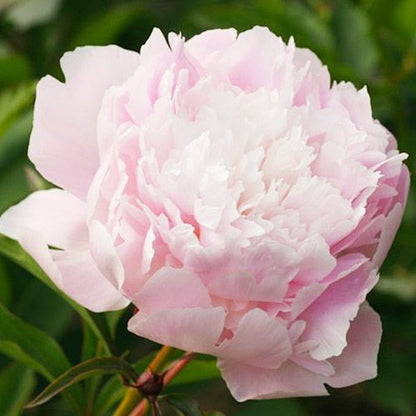 Peony Pecher - Peonita