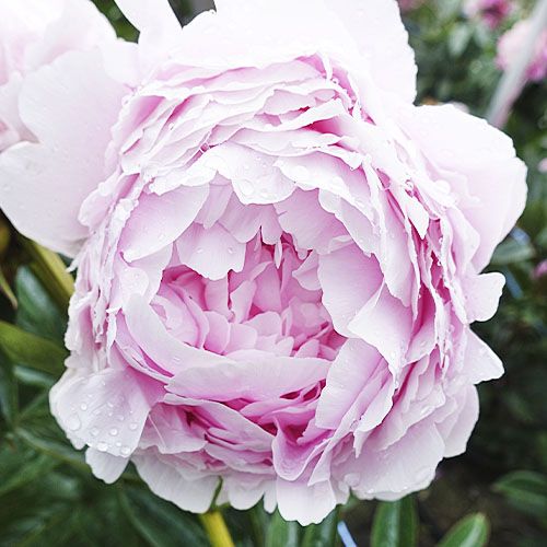 Peony Pillow Talk - Peonita