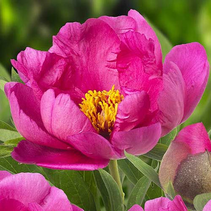 Peony itoh Pink Ardour - Peonita