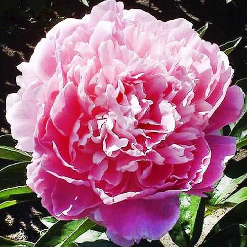 Peony Pink Giant - Peonita