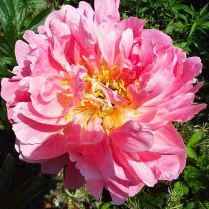 Peony Pink Hawaiian Coral - Peonita