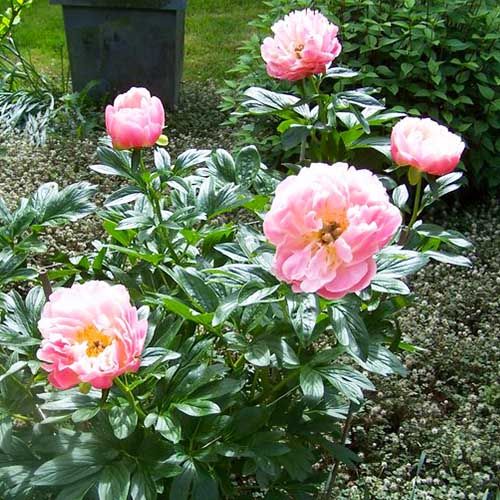 Peony Pink Hawaiian Coral - Peonita