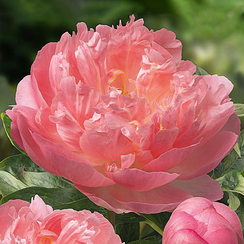 Peony Pink Hawaiian Coral - Peonita