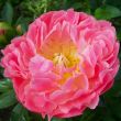 Peony Pink Hawaiian Coral - Peonita