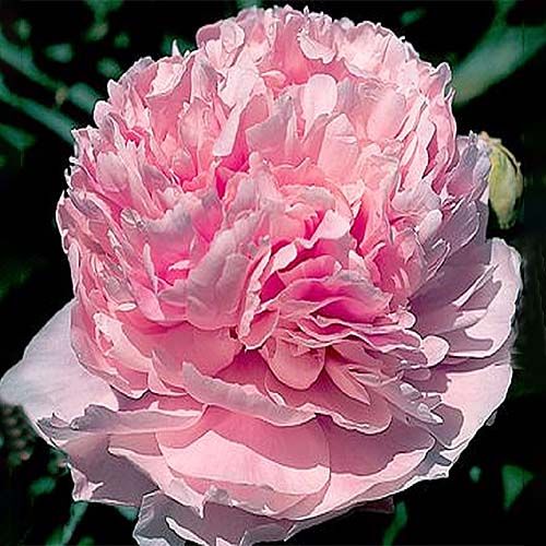 Peony Pink Parfait - Peonita