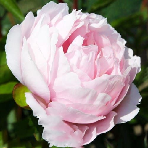 Peony Pink Vanguard - Peonita