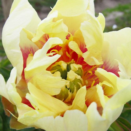 Peony Prairie Charm (ITOH ) - Peonita