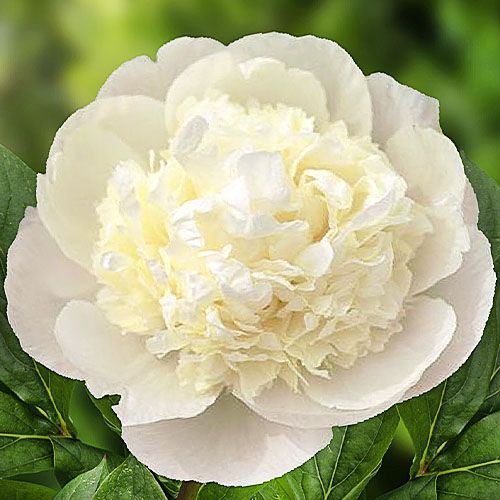 Peony Princess Bride - Peonita