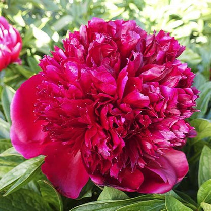 Peony Red Charm (Bomb) - Peonita