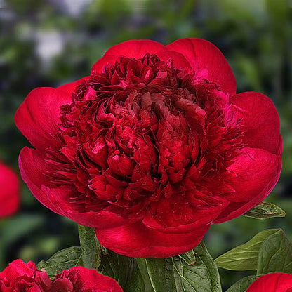 Peony Red Charm (Bomb) - Peonita