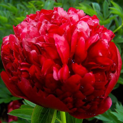 Peony Red Grace (Full double) - Peonita