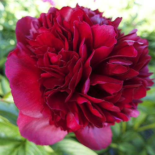 Peony Red Grace (Full double) - Peonita