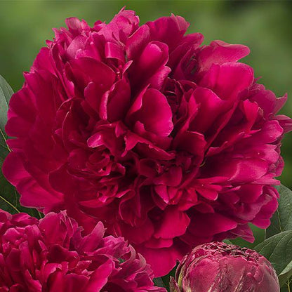 Peony Red Magic - Peonita