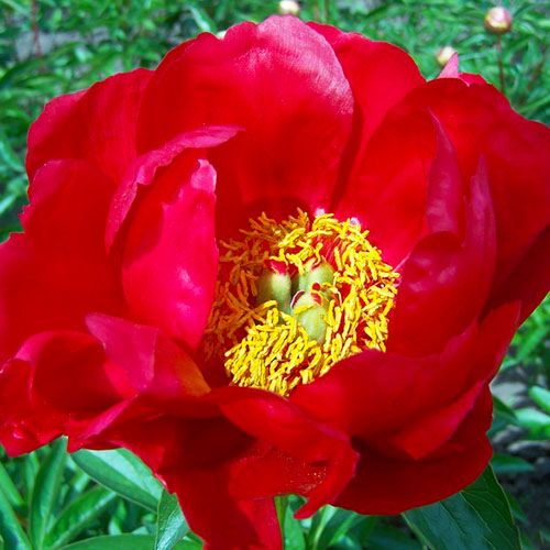 Peony Red Red Rose - Peonita