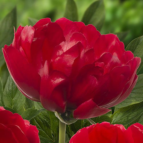 Peony Red Red Rose - Peonita