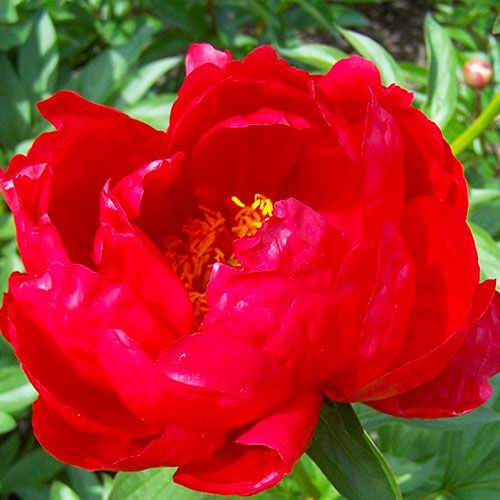 Peony Red Red Rose - Peonita