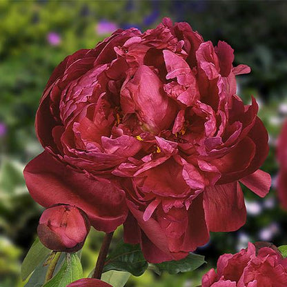 Peony Red Sarah Bernhardt - Peonita