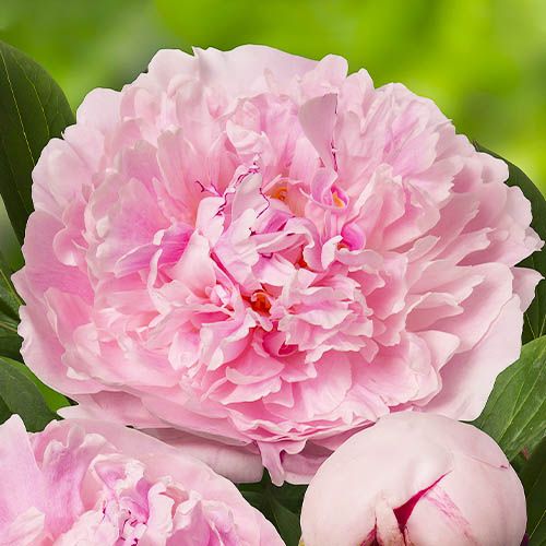 Peony Reine Hortense - Peonita