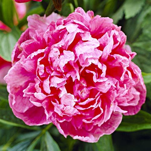 Peony Rosea Superba - Peonita