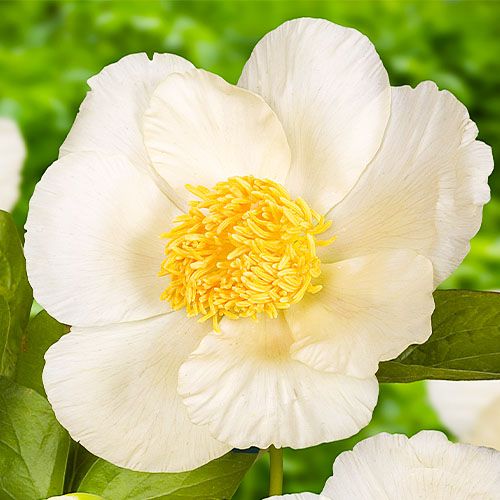 Peony Roy Pehrsons Best Yellow - Peonita