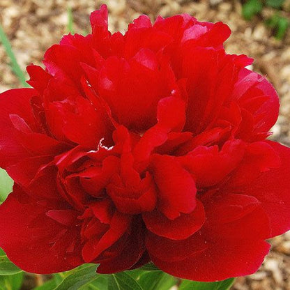 Peony Rubra Plena - Peonita